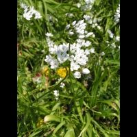 Allium Cowani (fam Liliacees) (Andes) (2)